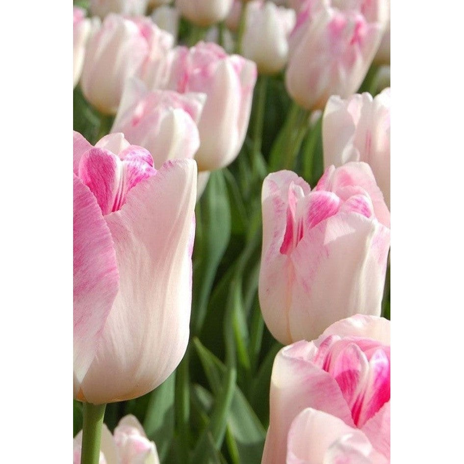 Tulpan 'Infinity' (NEW) 10-pack